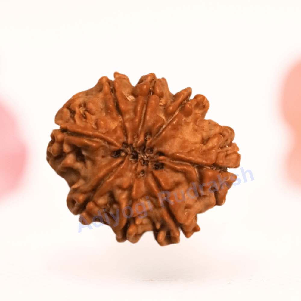 8 Mukhi Nepali Rudraksha - Regular
