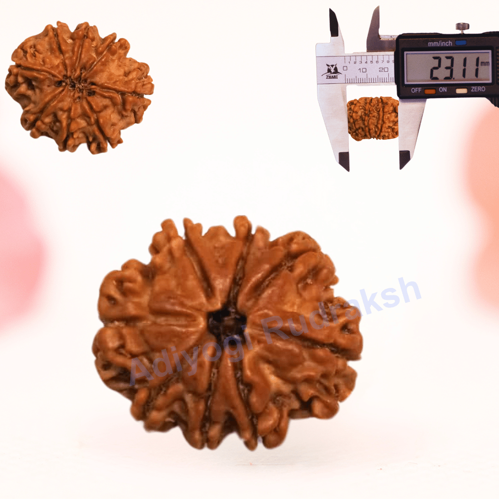 8 Mukhi Nepali Rudraksha - Regular