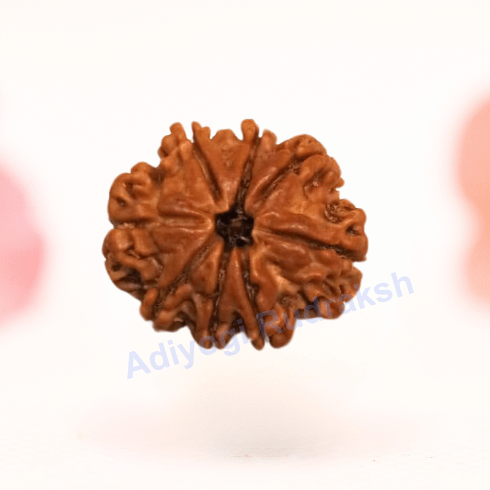 8 Mukhi Nepali Rudraksha - Regular