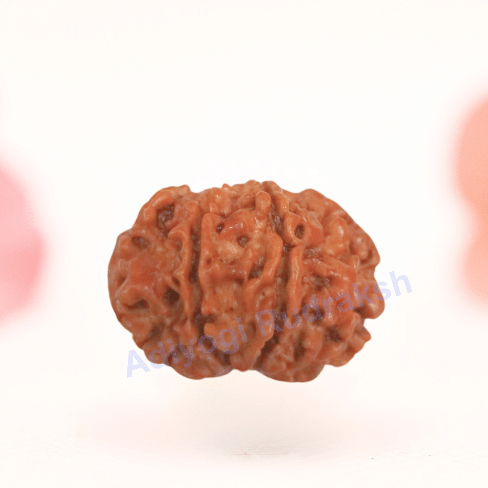8 Mukhi Nepali Rudraksha - Regular