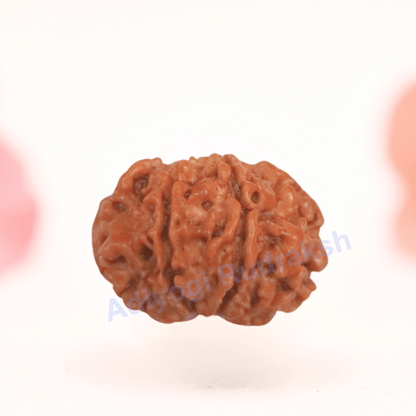 8 Mukhi Nepali Rudraksha - Regular