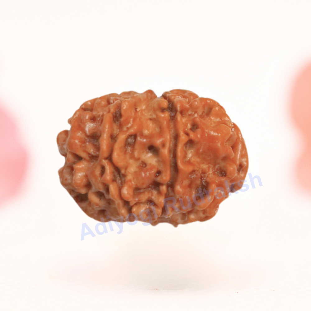 8 Mukhi Nepali Rudraksha - Regular