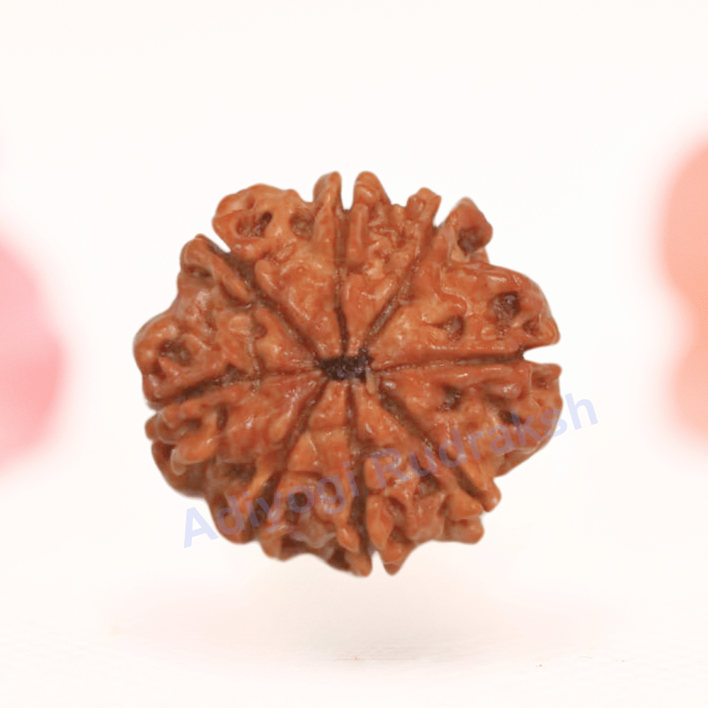 8 Mukhi Nepali Rudraksha - Regular