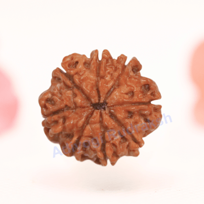 8 Mukhi Nepali Rudraksha - Regular