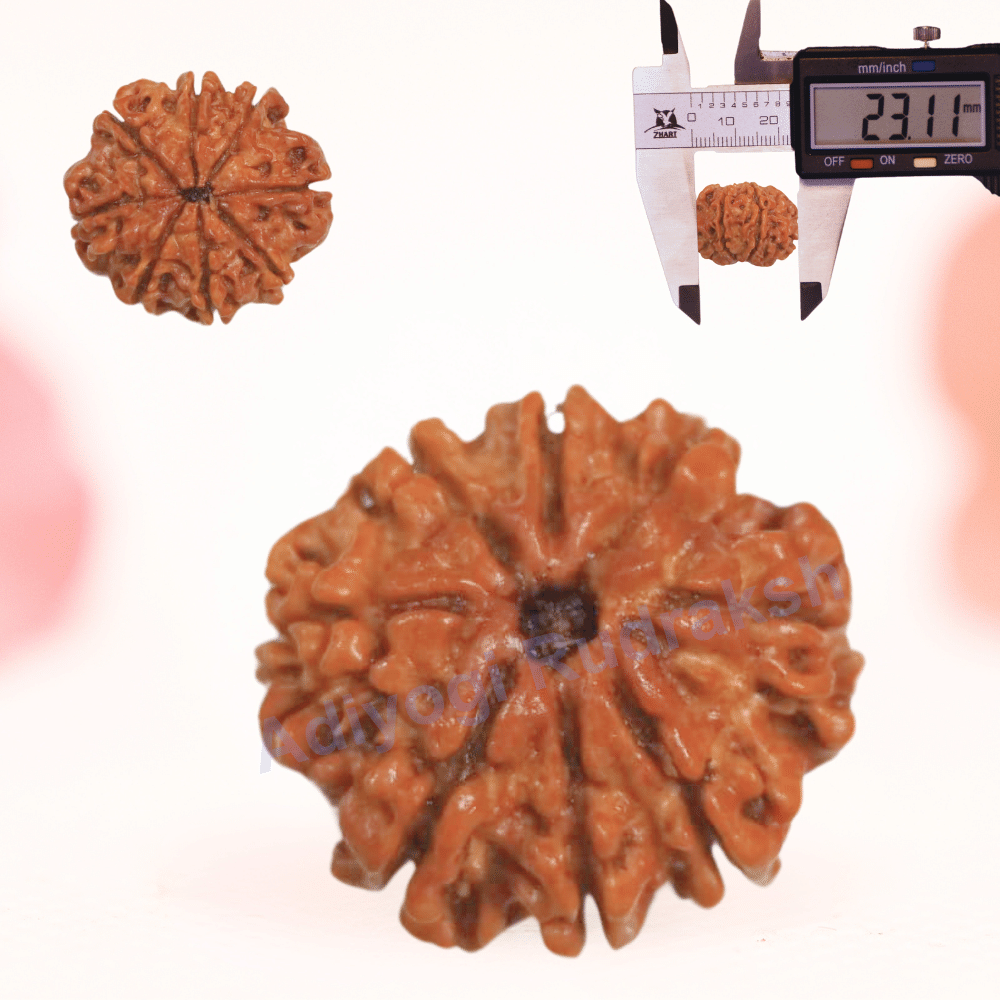 8 Mukhi Nepali Rudraksha - Regular
