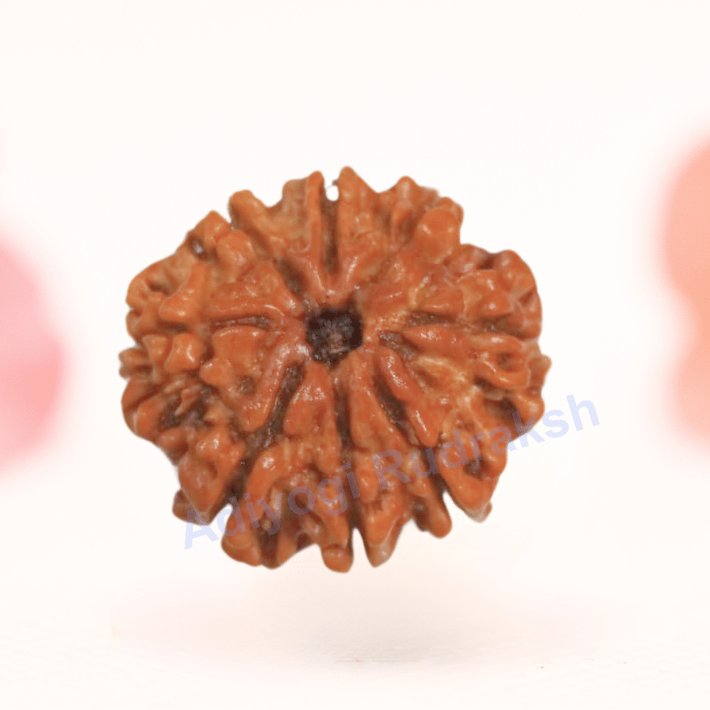 8 Mukhi Nepali Rudraksha - Regular