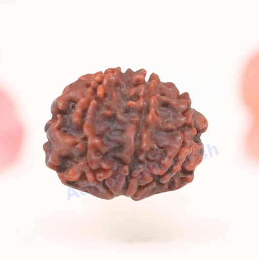 8 Mukhi Nepali Rudraksha - Regular