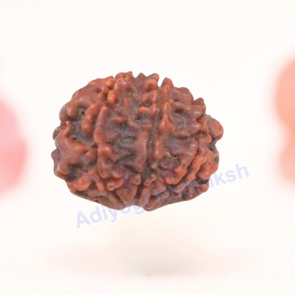 8 Mukhi Nepali Rudraksha - Regular