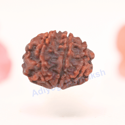 8 Mukhi Nepali Rudraksha - Regular