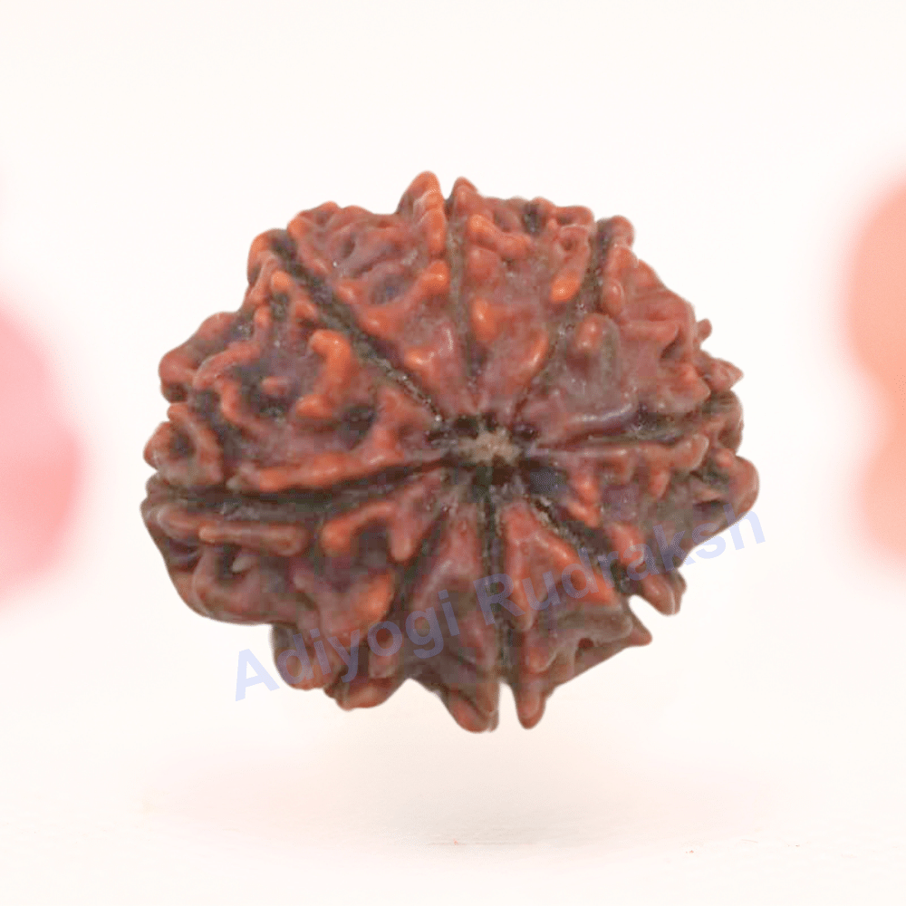8 Mukhi Nepali Rudraksha - Regular