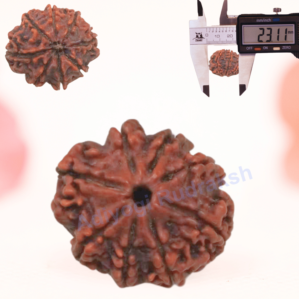 8 Mukhi Nepali Rudraksha - Regular