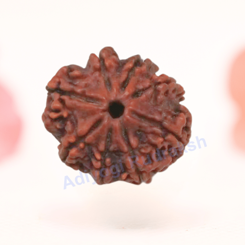 8 Mukhi Nepali Rudraksha - Regular