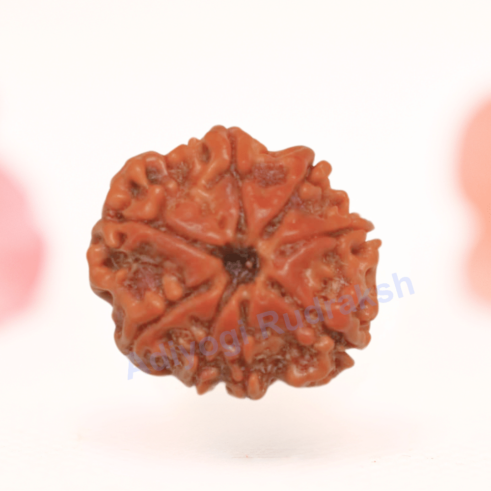 8 Mukhi Nepali Rudraksha - Regular