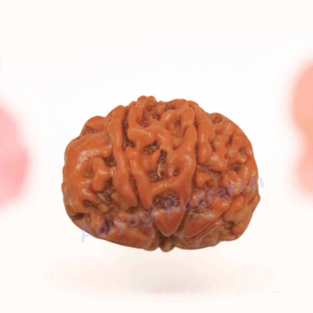 8 Mukhi Nepali Rudraksha - Regular