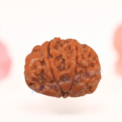 8 Mukhi Nepali Rudraksha - Regular