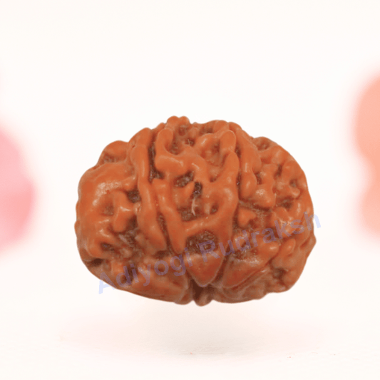 8 Mukhi Nepali Rudraksha - Regular