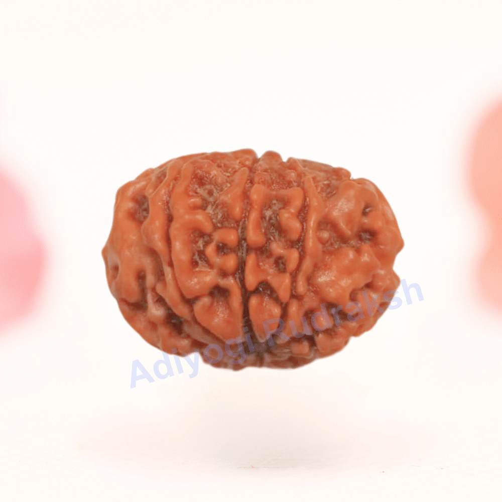 8 Mukhi Nepali Rudraksha - Regular
