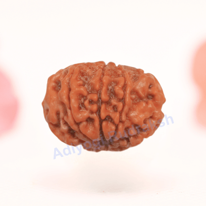 8 Mukhi Nepali Rudraksha - Regular