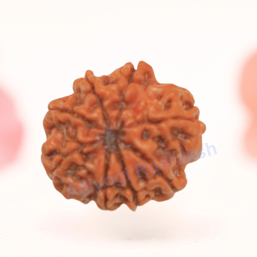 8 Mukhi Nepali Rudraksha - Regular