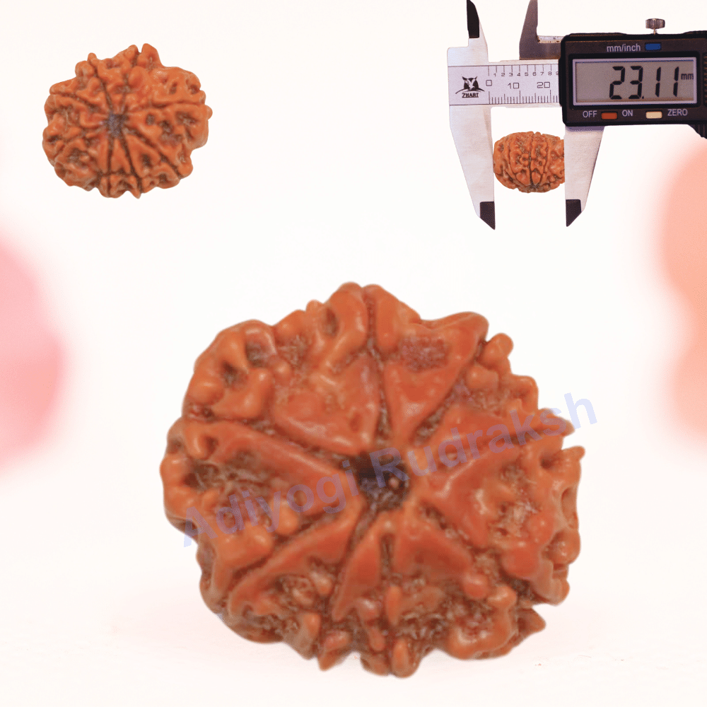 8 Mukhi Nepali Rudraksha - Regular