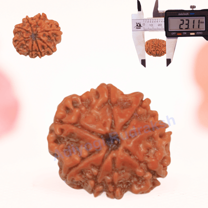 8 Mukhi Nepali Rudraksha - Regular