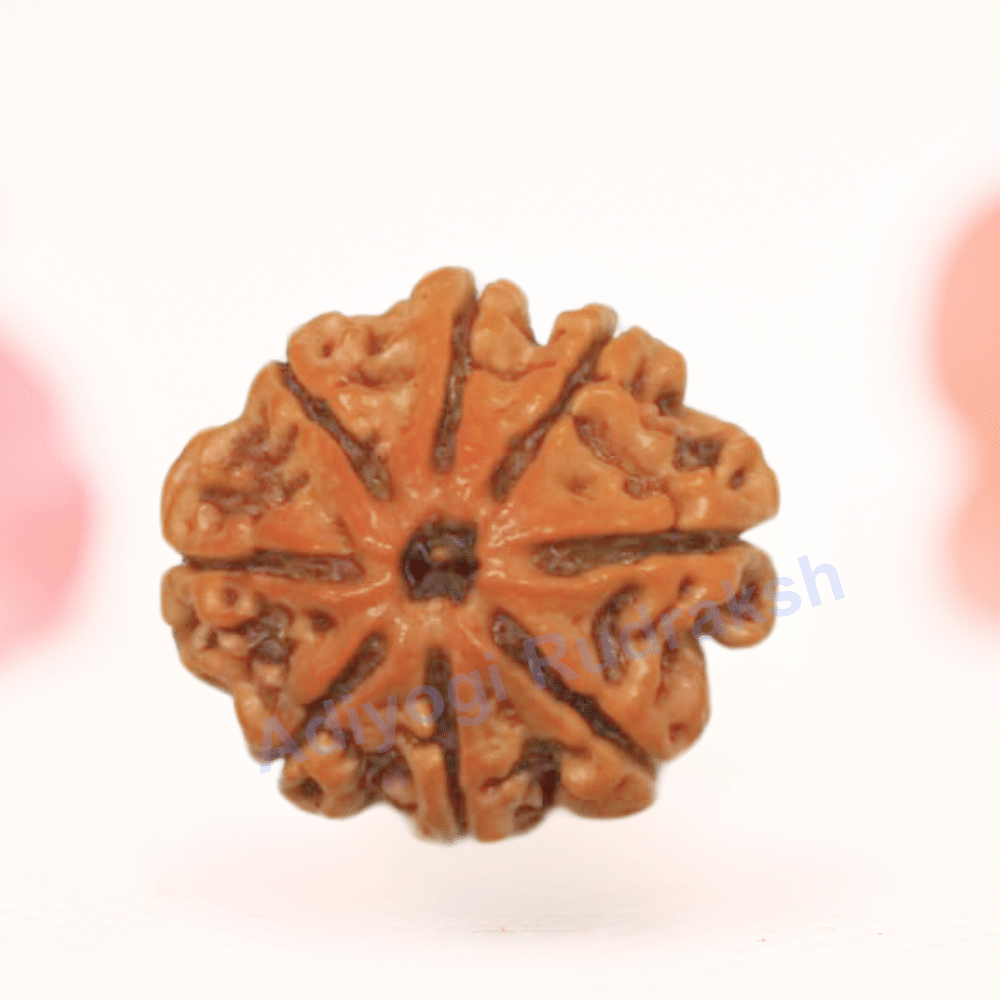 8 Mukhi Nepali Rudraksha - Regular