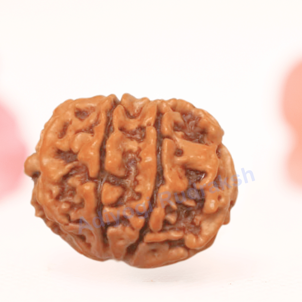 8 Mukhi Nepali Rudraksha - Regular