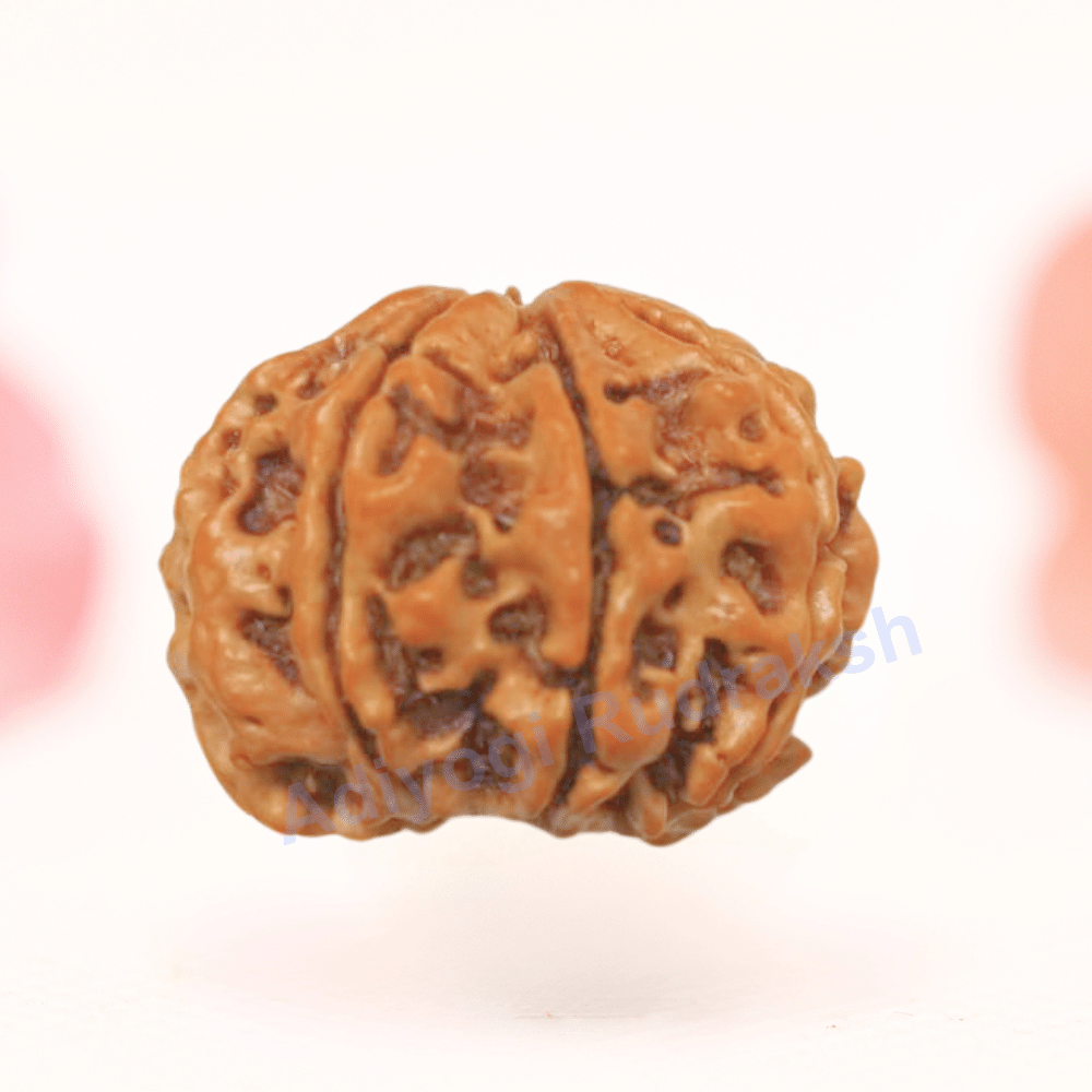 8 Mukhi Nepali Rudraksha - Regular