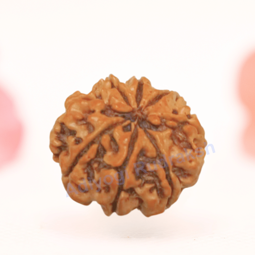 8 Mukhi Nepali Rudraksha - Regular