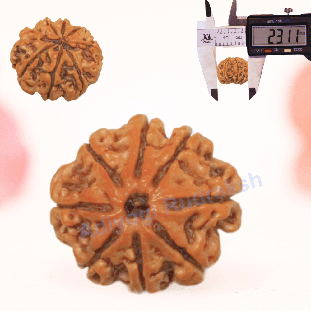 8 Mukhi Nepali Rudraksha - Regular
