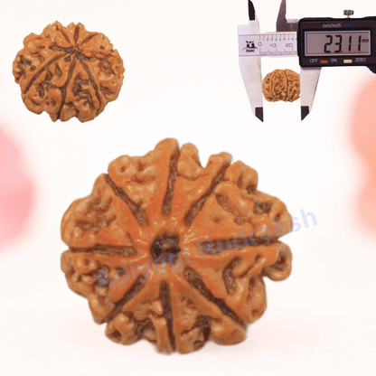 8 Mukhi Nepali Rudraksha - Regular