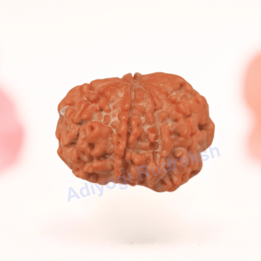 8 Mukhi Nepali Rudraksha - Regular
