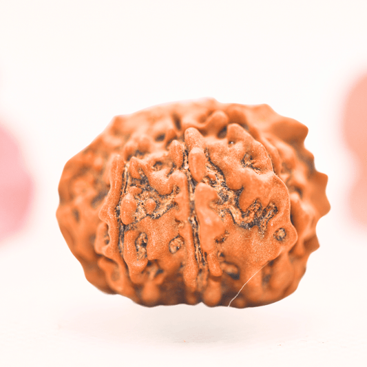 8 Mukhi Nepali Rudraksha - Regular