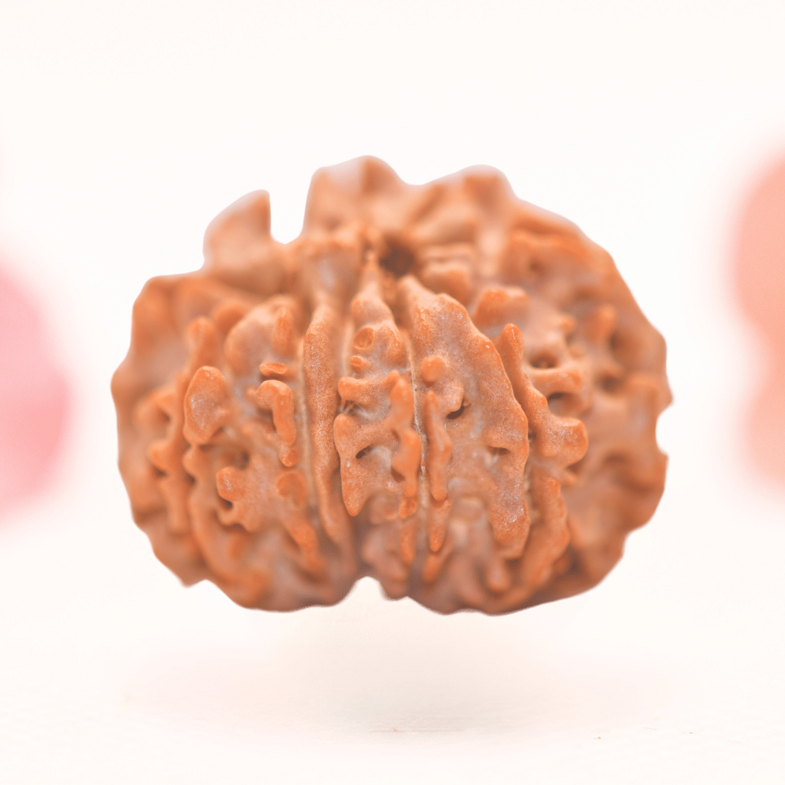 8 Mukhi Nepali Rudraksha - Regular