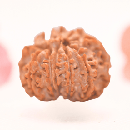 8 Mukhi Nepali Rudraksha - Regular
