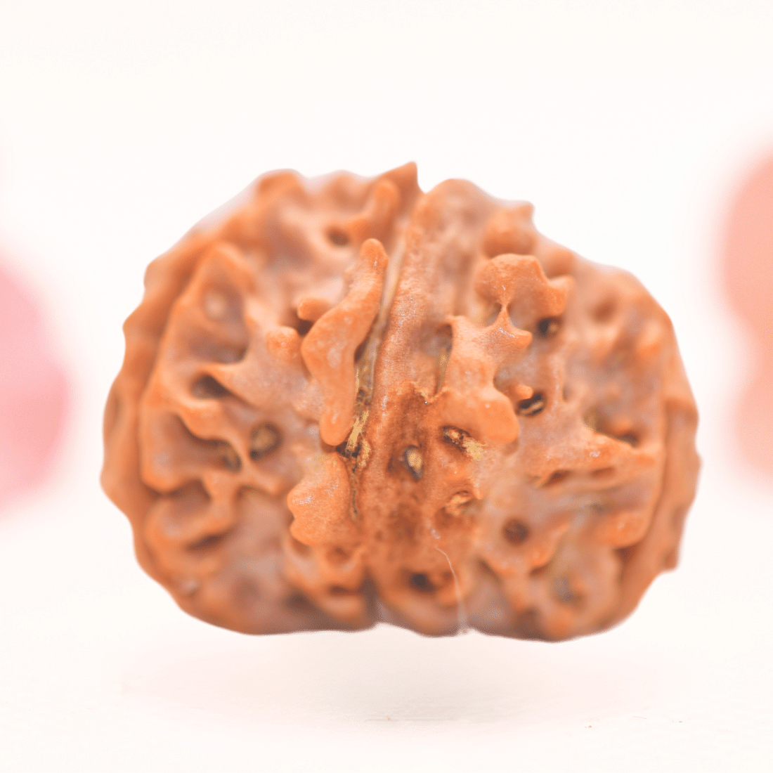 8 Mukhi Nepali Rudraksha - Regular