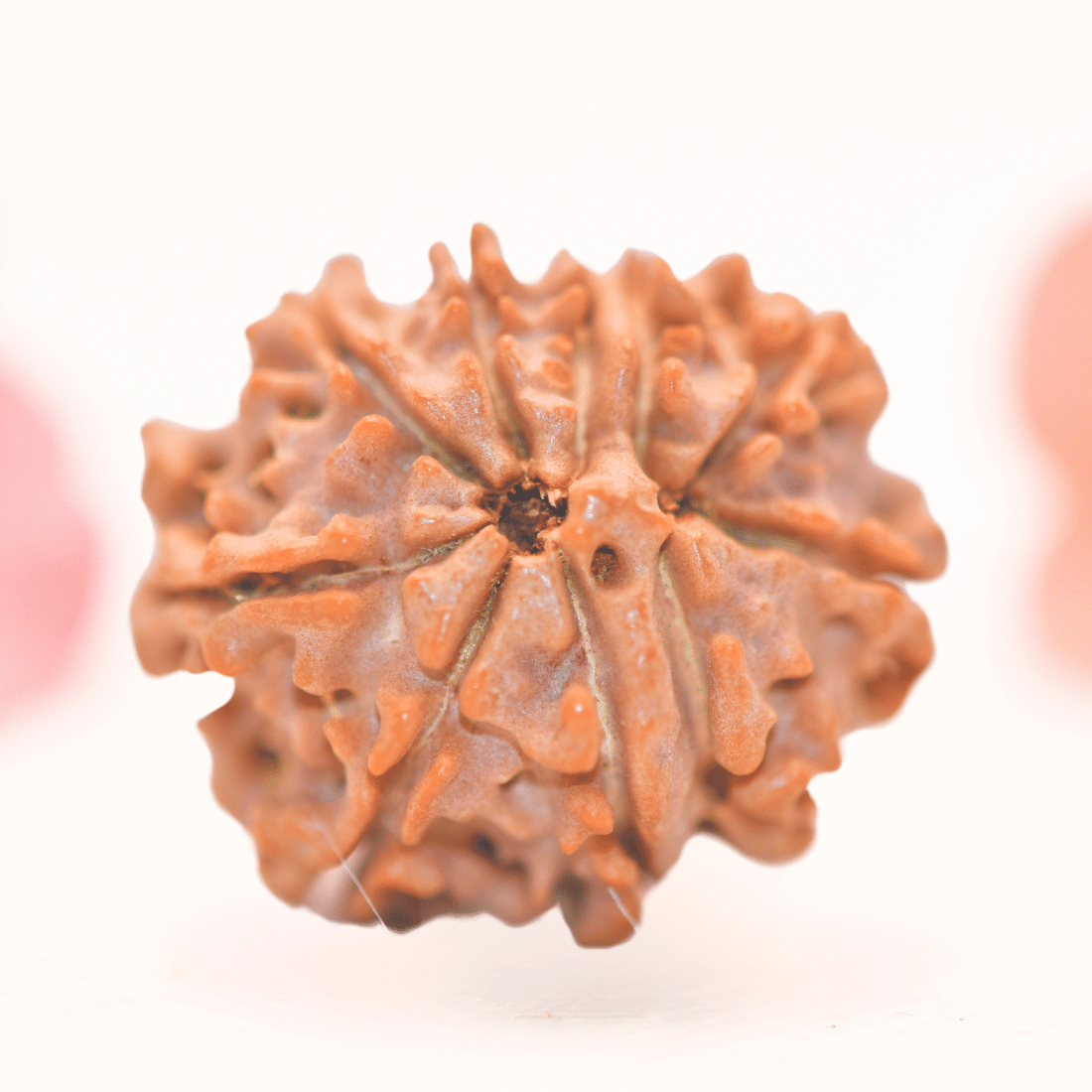 8 Mukhi Nepali Rudraksha - Regular