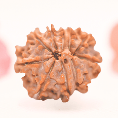 8 Mukhi Nepali Rudraksha - Regular