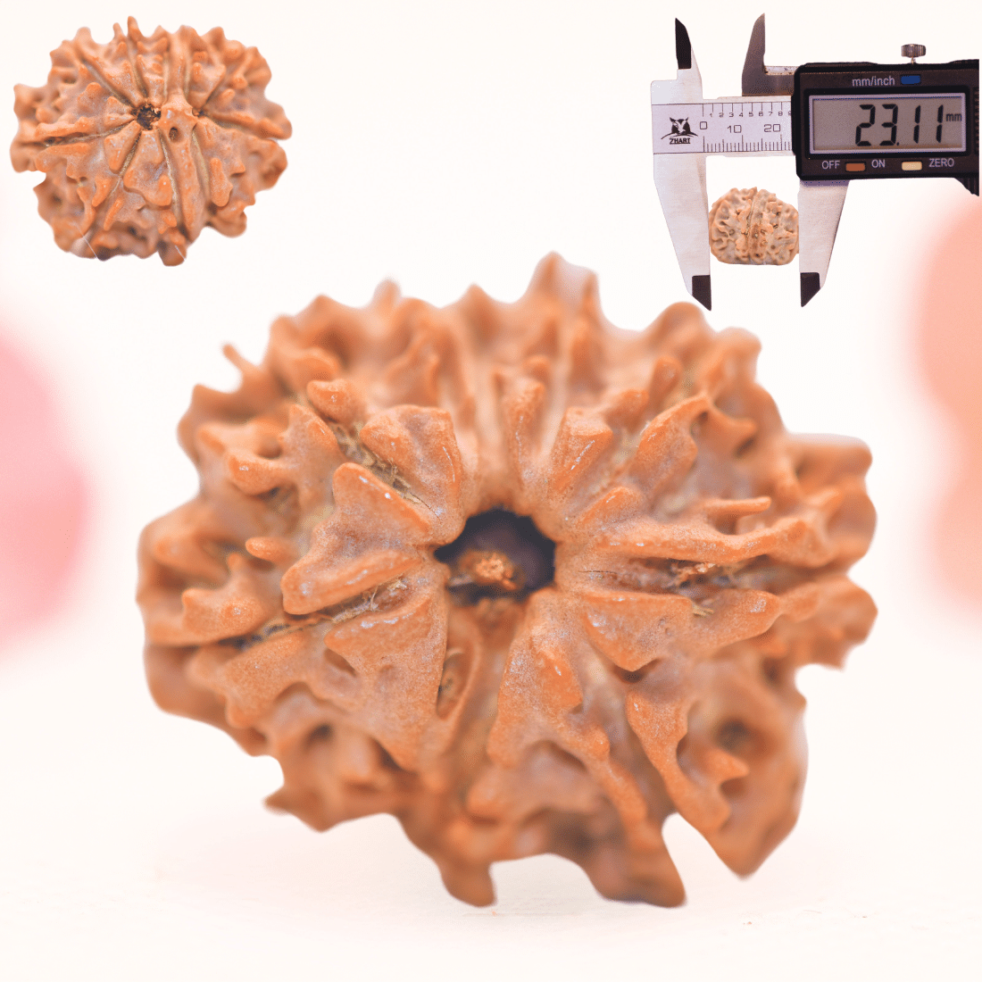 8 Mukhi Nepali Rudraksha - Regular