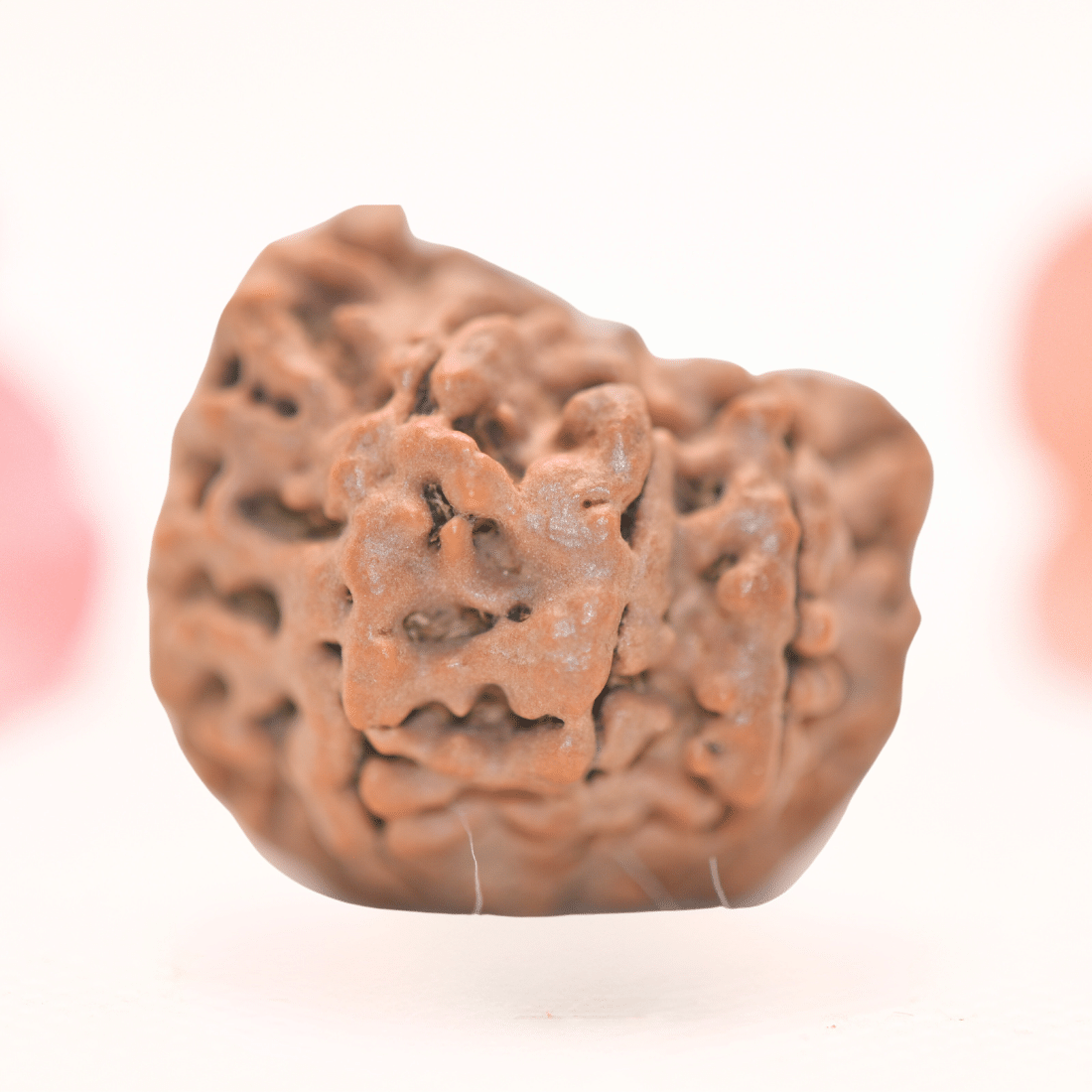 8 Mukhi Nepali Rudraksha - Regular