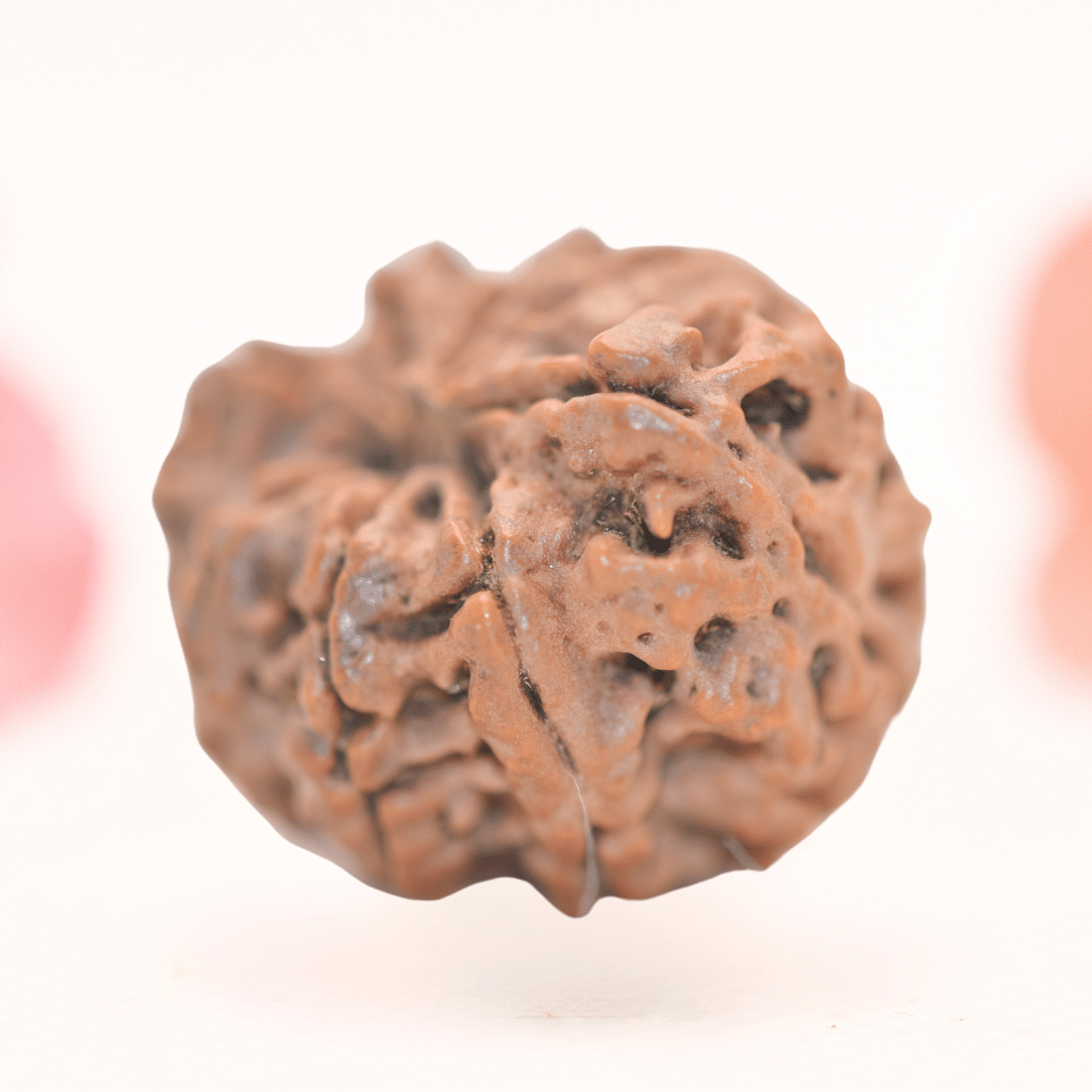 8 Mukhi Nepali Rudraksha - Regular
