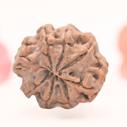 8 Mukhi Nepali Rudraksha - Regular
