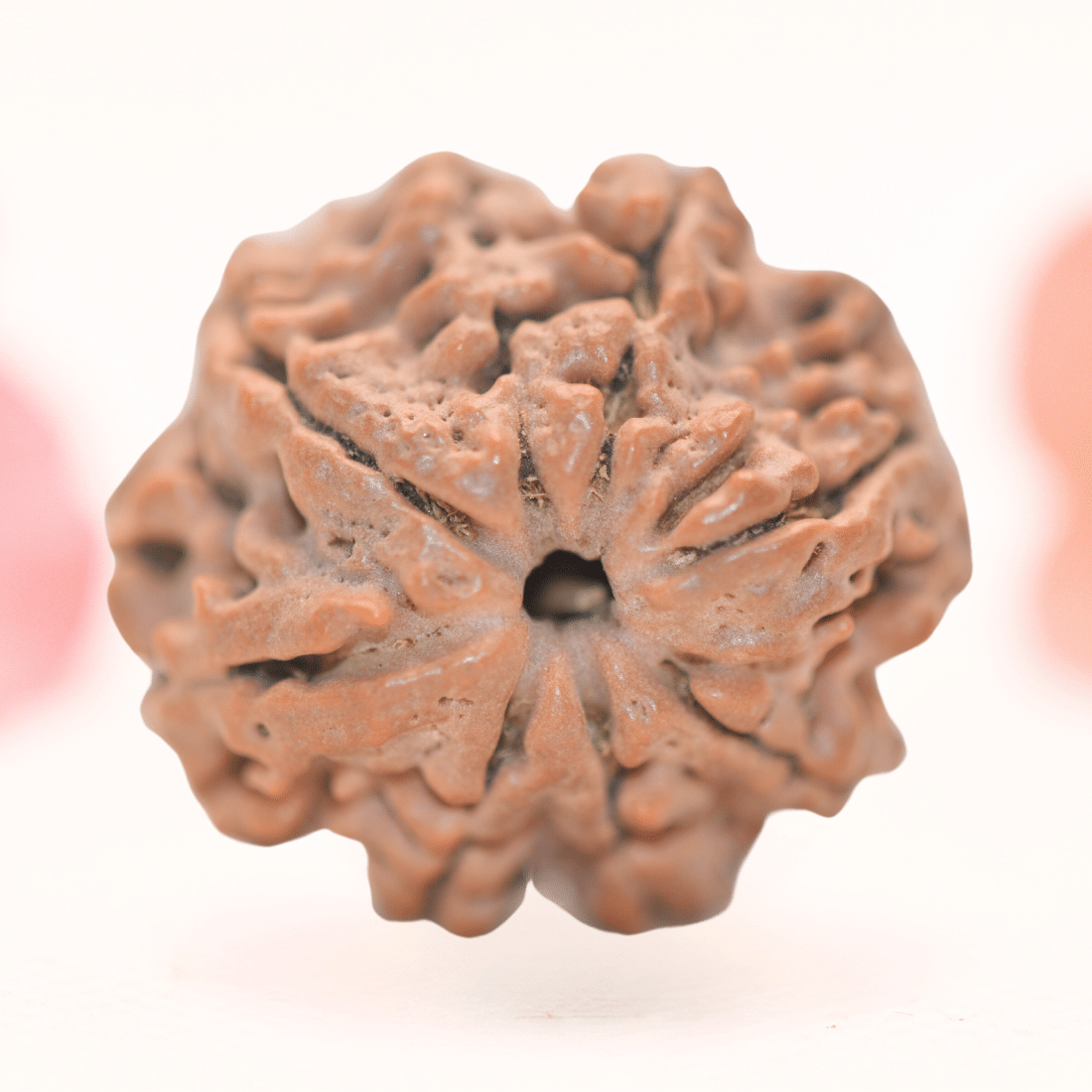 8 Mukhi Nepali Rudraksha - Regular
