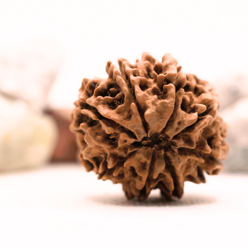 8 Mukhi Nepali Rudraksha - Super Collector