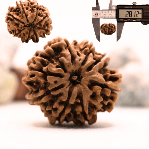8 Mukhi Nepali Rudraksha - Super Collector