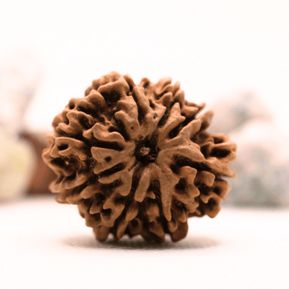 8 Mukhi Nepali Rudraksha - Super Collector