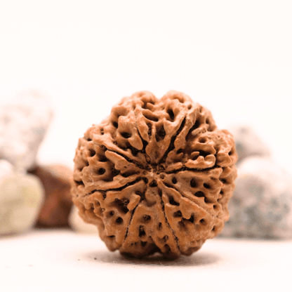 8 Mukhi Nepali Rudraksha - Super Collector