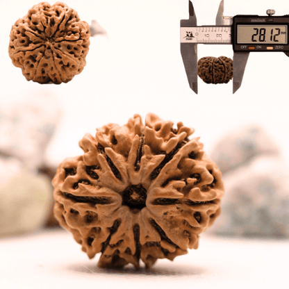 8 Mukhi Nepali Rudraksha - Super Collector