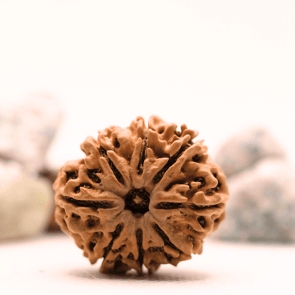 8 Mukhi Nepali Rudraksha - Super Collector