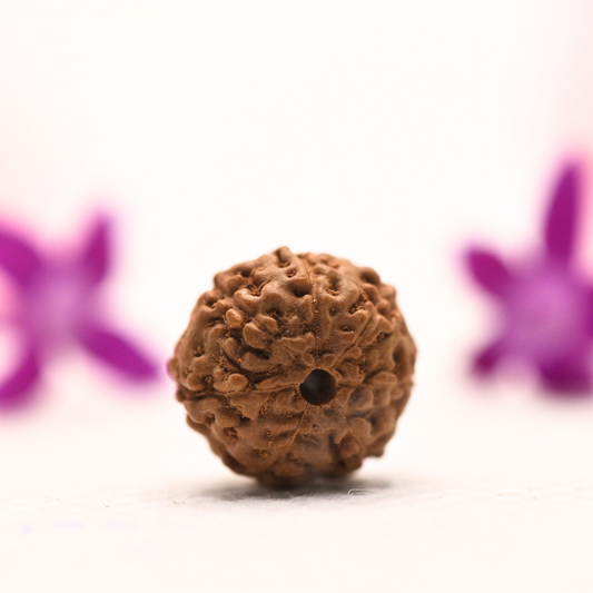 9 Mukhi Java Rudraksha